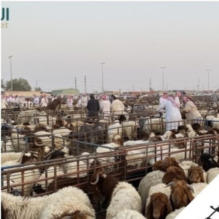 شبوك تربية أغنام